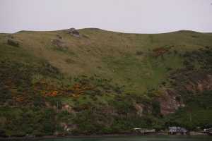 HARINGTON-POINT-DUNEDIN (27)